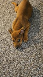 Found/Stray Male Dog last seen Across from foodlion, Winston-Salem, NC 27106