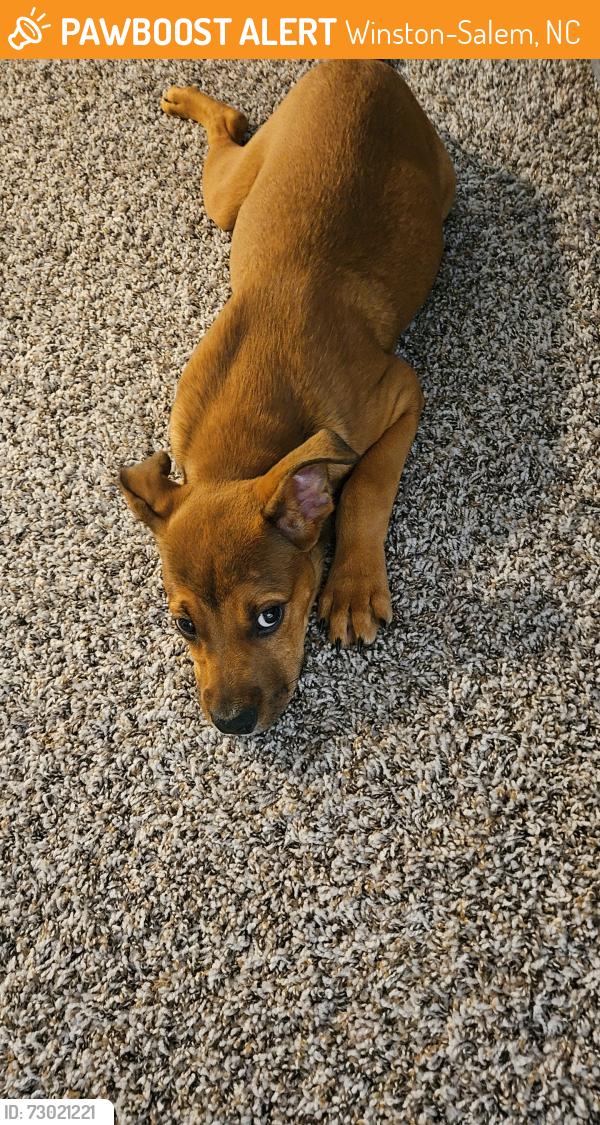 Found/Stray Male Dog last seen Across from foodlion, Winston-Salem, NC 27106
