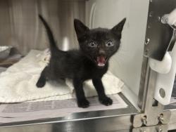 Shelter Stray Male Cat last seen Near SANDRINGHAM DR SW, Atlanta, GA, 1251 Fulton Industrial Blvd NW, Atlanta, GA 30336, USA