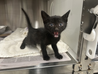 Shelter Stray Male Cat last seen Near SANDRINGHAM DR SW, Atlanta, GA, 1251 Fulton Industrial Blvd NW, Atlanta, GA 30336, USA