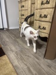 Found/Stray Female Cat last seen Bannister , Austin, TX 78704