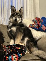 Lost Male Dog last seen Indiana Avene, Salt Lake City, UT 84104