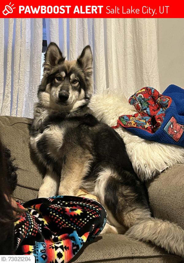 Lost Male Dog last seen Indiana Avene, Salt Lake City, UT 84104