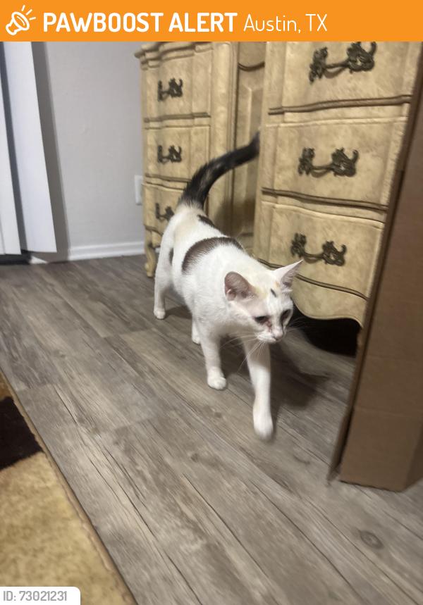 Found/Stray Female Cat last seen Bannister , Austin, TX 78704