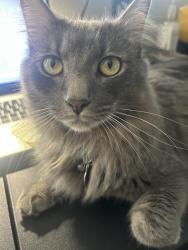 Lost Male Cat last seen Driftwood Dr and McManus St, Charlotte, NC 28205
