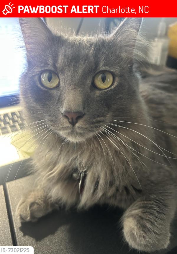 Lost Male Cat last seen Driftwood Dr and McManus St, Charlotte, NC 28205
