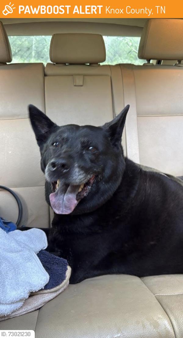 Found/Stray Female Dog last seen sevierville pike, near ancient lore village, Knox County, TN 37920
