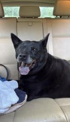 Found/Stray Female Dog last seen sevierville pike, near ancient lore village, Knox County, TN 37920