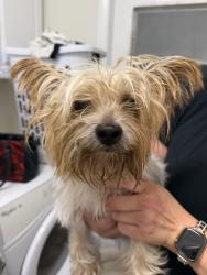 Reunited Female Dog last seen Ramblewood dr and Atlantic Blvd, Coral Springs, FL 33071
