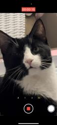 Reunited Male Cat last seen UPMC hospital, Hanover, PA 17331