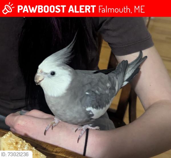 Lost Male Bird last seen Blackstrap Road/Hurricane Road, Falmouth, ME 04105