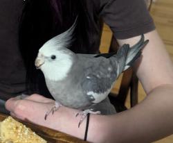 Lost Male Bird last seen Blackstrap Road/Hurricane Road, Falmouth, ME 04105