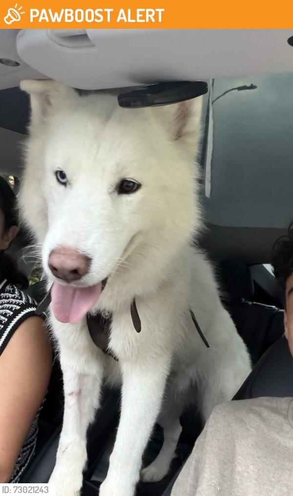 Found/Stray Male Dog last seen Hawthorne and PV Drive N, Rolling Hills Estates, CA 90274