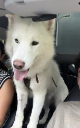 Found/Stray Male Dog last seen Hawthorne and PV Drive N, Rolling Hills Estates, CA 90274