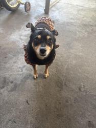 Lost Female Dog last seen Pacific and belgrave, Huntington Park, CA 90255