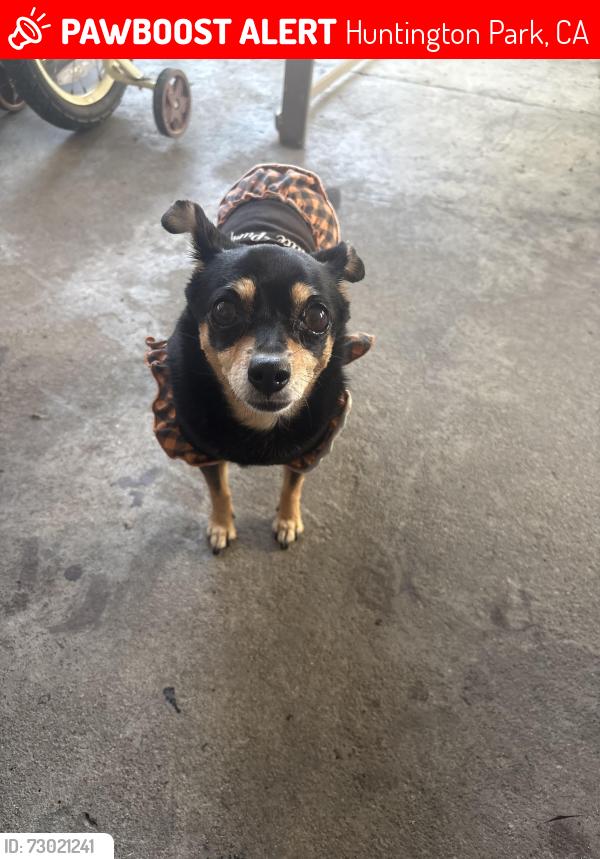 Lost Female Dog last seen Pacific and belgrave, Huntington Park, CA 90255