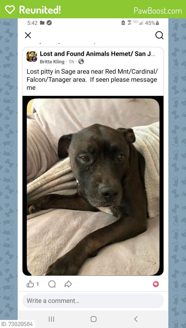 Reunited Male Dog last seen Red mountain road/Cardinal/Falcon/lives on Tanager , Sage, CA 92544