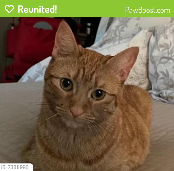 Reunited Female Cat last seen Longwood Drive, Atlanta, GA 30305