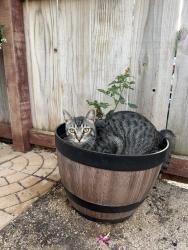 Lost Male Cat last seen Manzana Way, San Diego, CA 92139