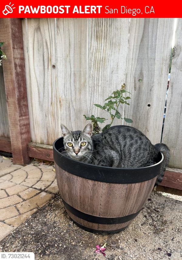 Lost Male Cat last seen Manzana Way, San Diego, CA 92139