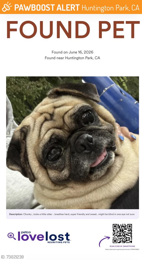 Found/Stray Male Dog last seen huntington park , at salt lake park at the basketball courts, Huntington Park, CA 90255