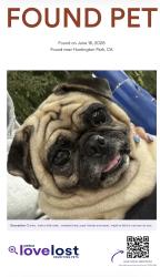 Found/Stray Male Dog last seen huntington park , at salt lake park at the basketball courts, Huntington Park, CA 90255