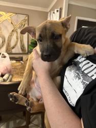 Found/Stray Female Dog last seen Wood oak, San Antonio, TX 78233