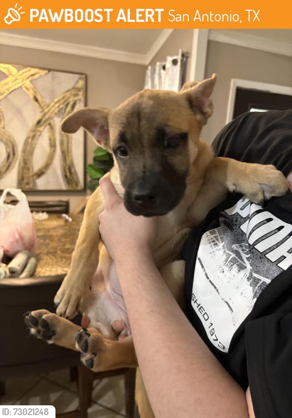 Found/Stray Female Dog last seen Wood oak, San Antonio, TX 78233
