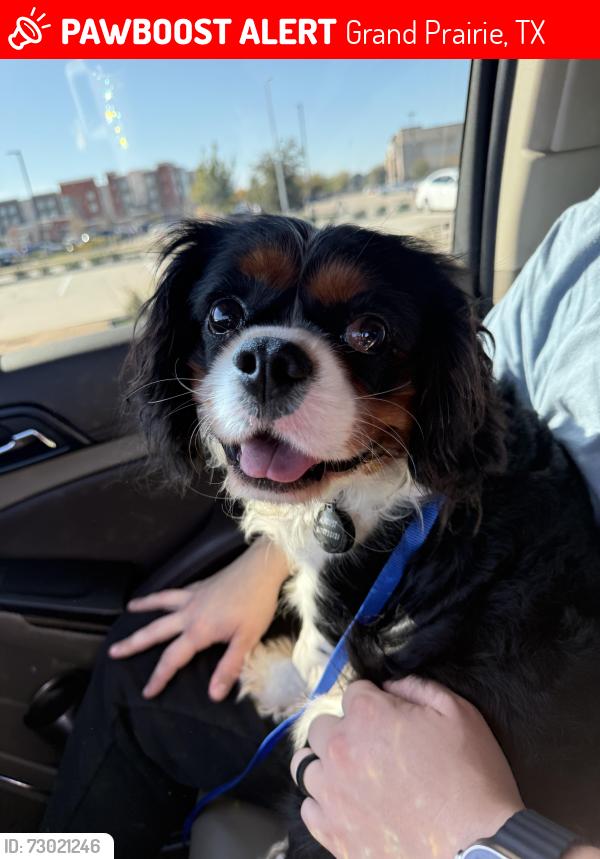 Lost Male Dog last seen Sweetbriar lane , Grand Prairie, TX 75052