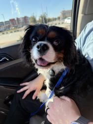 Lost Male Dog last seen Sweetbriar lane , Grand Prairie, TX 75052