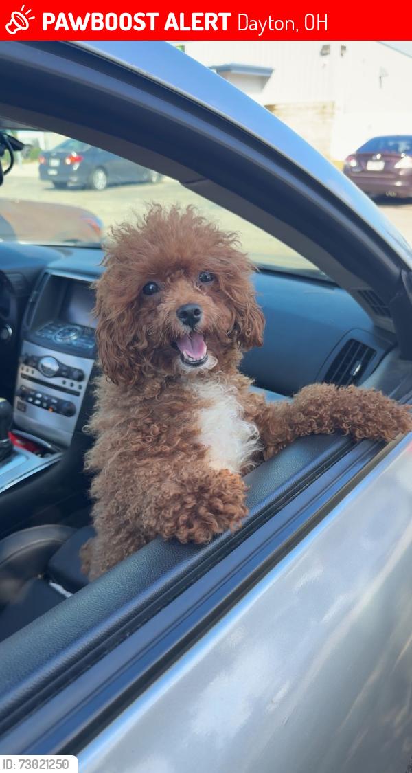Lost Female Dog last seen Third st , Dayton, OH 45402