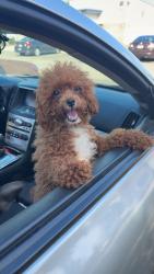 Lost Female Dog last seen Third st , Dayton, OH 45402