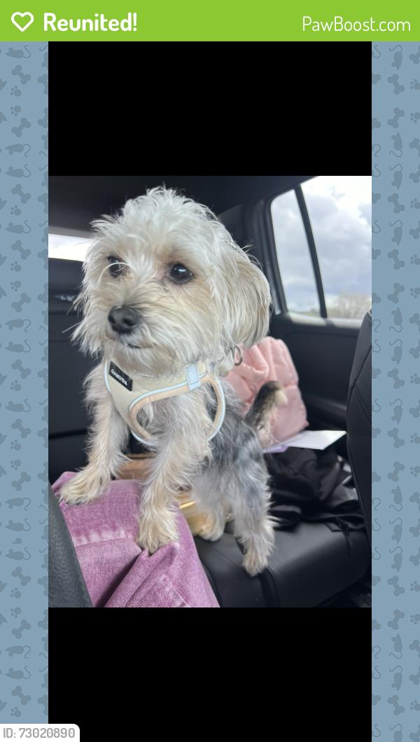 Reunited Male Dog last seen Heyer Ave and cull canyon road, Castro Valley, CA 94552