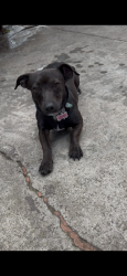 Lost Female Dog last seen St.Patrick Catholic Church . Jefferson & Central, Los Angeles, CA 90011