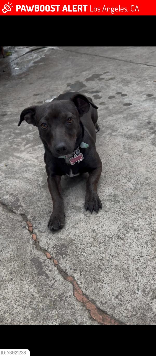 Lost Female Dog last seen St.Patrick Catholic Church . Jefferson & Central, Los Angeles, CA 90011