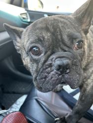 Found/Stray Male Dog last seen 29th st Se & R st Se , Washington, DC 20020