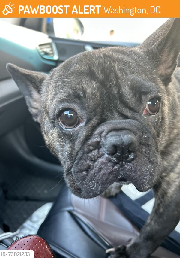 Found/Stray Male Dog last seen 29th st Se & R st Se , Washington, DC 20020