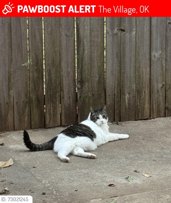 Lost Female Cat last seen Oxford way between Penn and Nichols Road, The Village, OK 73120