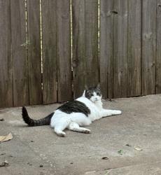 Lost Female Cat last seen Oxford way between Penn and Nichols Road, The Village, OK 73120