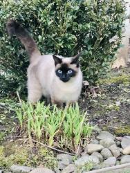 Lost Female Cat last seen Tualatin , Tualatin, OR 97062
