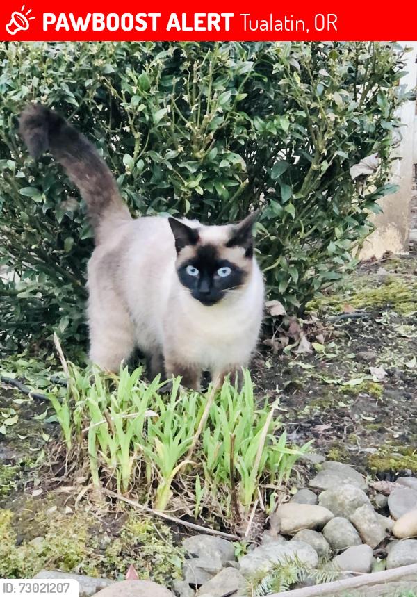 Lost Female Cat last seen Tualatin , Tualatin, OR 97062
