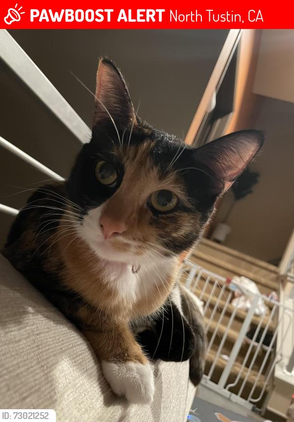 Lost Female Cat last seen Panorama Heights, North Tustin, CA 92705