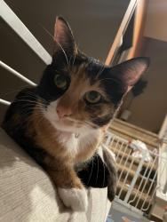 Lost Female Cat last seen Panorama Heights, North Tustin, CA 92705
