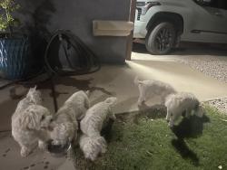 Found/Stray Unknown Dog last seen Near Tierra polar, El Paso, TX 79938