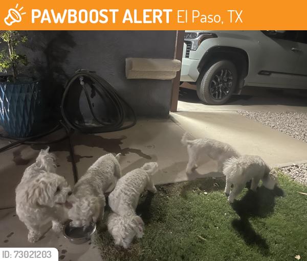 Found/Stray Unknown Dog last seen Near Tierra polar, El Paso, TX 79938