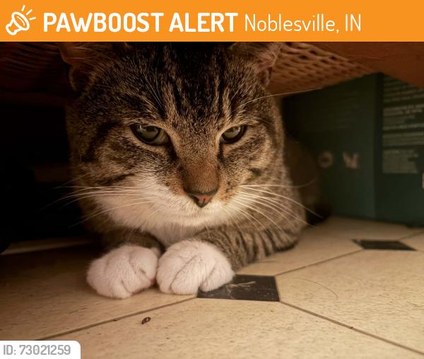 Found/Stray Male Cat last seen 13th an vine streets muncie, Noblesville, IN 46060