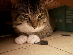 Found/Stray Male Cat last seen 13th an vine streets muncie, Noblesville, IN 46060