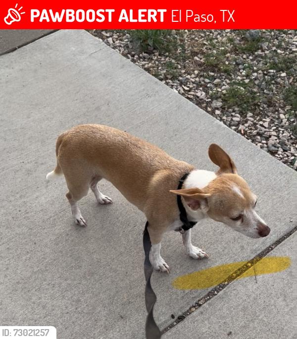 Lost Male Dog last seen Hondo Pass, El Paso, TX 79904