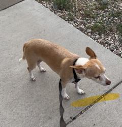Lost Male Dog last seen Hondo Pass, El Paso, TX 79904