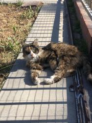 Lost Female Cat last seen Elder Street, Los Angeles, CA 90042